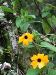 13930 Yellow flowers after rain.jpg